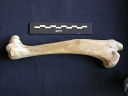 Humerus