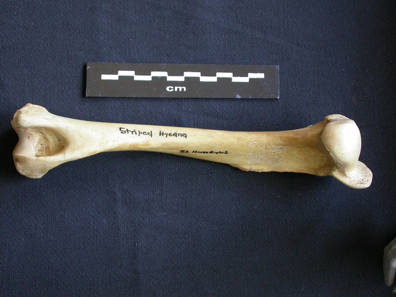 Humérus (6918 visites) Hyaena hyaena - Adulte - Élément droitCollection : Département d'Ostéologie du Musée National d... Humérus