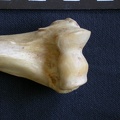 Humerus: distal part (7179 visits) Hyaena hyaena - Adult - Right elementCollection: Department d'Osteology of National Museum of Kenya,... Humerus: distal part