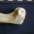 Humerus: distal part (7469 visits) Hyaena hyaena - Adult - Right elementCollection: Department d'Osteology of National Museum of Kenya,... Humerus: distal part