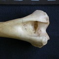 Humerus: distal part (7018 visits) Hyaena hyaena - Adult - Right elementCollection: Department d'Osteology of National Museum of Kenya,... Humerus: distal part