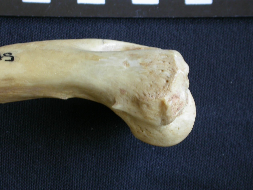 Húmero : parte distal (7030 visitas) Hyaena hyaena - Adulto - Elemento derechoColección : Departamento d'Osteología del Museo Nacional ... Húmero : parte distal
