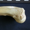 Humerus: distal part (7045 visits) Hyaena hyaena - Adult - Right elementCollection: Department d'Osteology of National Museum of Kenya,... Humerus: distal part