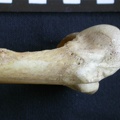 Humerus: proximale part (7016 visits) Hyaena hyaena - Adult - Right elementCollection: Department d'Osteology of National Museum of Kenya,... Humerus: proximale part