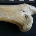 Humerus: proximale part (7042 visits) Hyaena hyaena - Adult - Right elementCollection: Department d'Osteology of National Museum of Kenya,... Humerus: proximale part