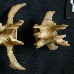 Lumbar vertebrae (9121 visits) Hyaena hyaena - AdultCollection: Department d'Osteology of National Museum of Kenya, Nairobi (Id:OM5... Lumbar vertebrae