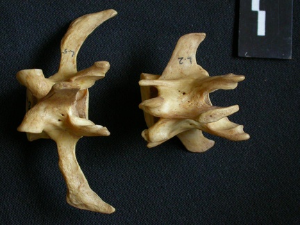Vertèbres lombaires (9123 visites) Hyaena hyaena - AdulteCollection : Département d'Ostéologie du Musée National du Kenya, Nairobi (... Vertèbres lombaires