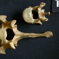Lumbar vertebrae (9479 visits) Hyaena hyaena - AdultCollection: Department d'Osteology of National Museum of Kenya, Nairobi (Id:OM5... Lumbar vertebrae