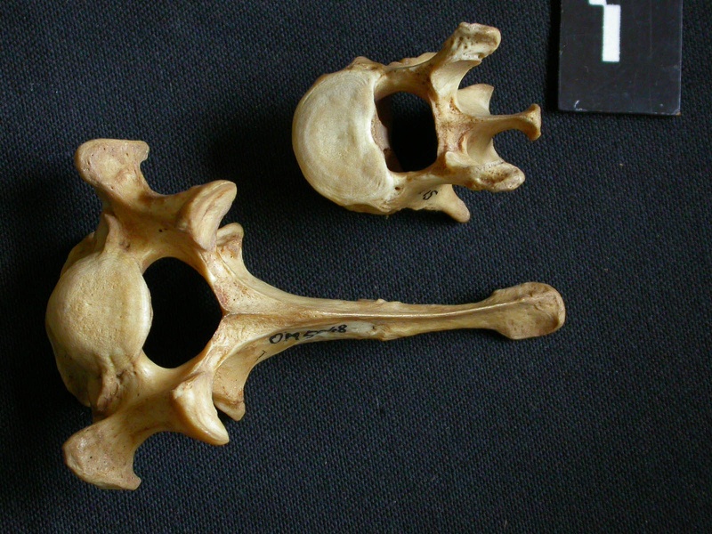 Vertèbres lombaires (9413 visites) Hyaena hyaena - AdulteCollection : Département d'Ostéologie du Musée National du Kenya, Nairobi (... Vertèbres lombaires