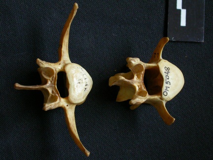 Vertèbres lombaires (9171 visites) Hyaena hyaena - AdulteCollection : Département d'Ostéologie du Musée National du Kenya, Nairobi (... Vertèbres lombaires