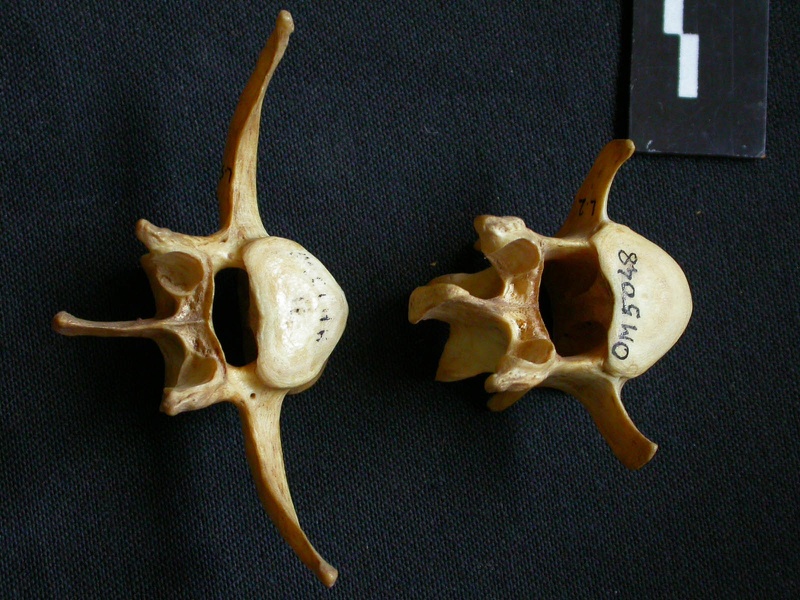 Vertèbres lombaires (9171 visites) Hyaena hyaena - AdulteCollection : Département d'Ostéologie du Musée National du Kenya, Nairobi (... Vertèbres lombaires