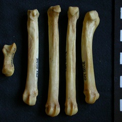 Métacarpiens (9232 visites) Hyaena hyaena - Adulte - Éléments droitsCollection : Département d'Ostéologie du Musée National... Métacarpiens