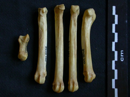 Métacarpiens (9227 visites) Hyaena hyaena - Adulte - Éléments droitsCollection : Département d'Ostéologie du Musée National... Métacarpiens
