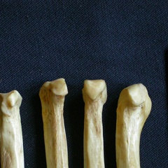 Metacarpals: proximale part (8533 visits) Hyaena hyaena - Adult - Right elementsCollection: Department d'Osteology of National Museum of Kenya... Metacarpals: proximale part