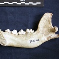 Mandibule (7192 visites) Hyaena hyaena - Adulte - Élément droitCollection : Département d'Ostéologie du Musée National d... Mandibule
