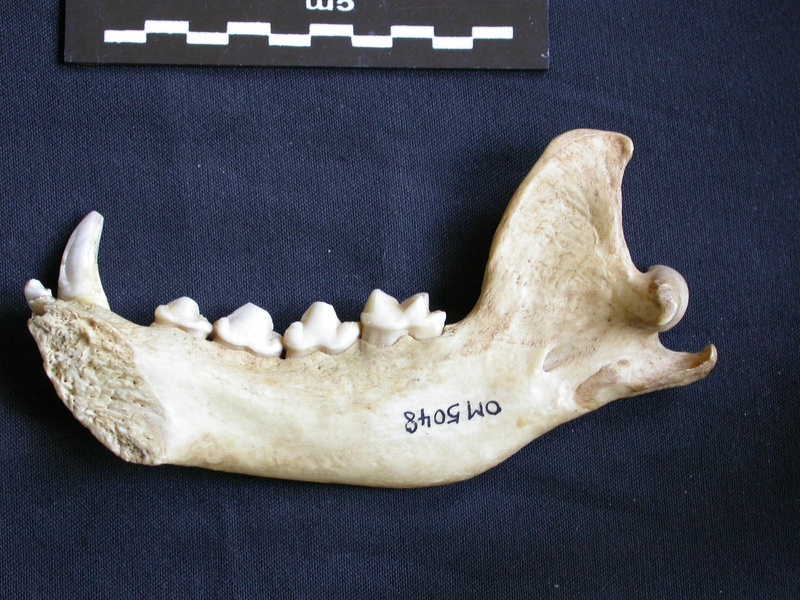 Mandibule (7140 visites) Hyaena hyaena - Adulte - Élément droitCollection : Département d'Ostéologie du Musée National d... Mandibule