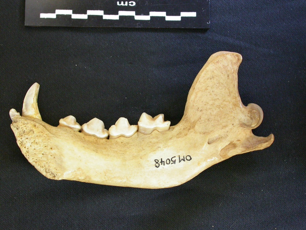 Mandibule (7386 visites) Hyaena hyaena - Adulte - Élément droitCollection : Département d'Ostéologie du Musée National d... Mandibule