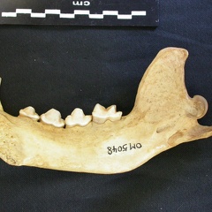 Mandibule (7361 visites) Hyaena hyaena - Adulte - Élément droitCollection : Département d'Ostéologie du Musée National d... Mandibule