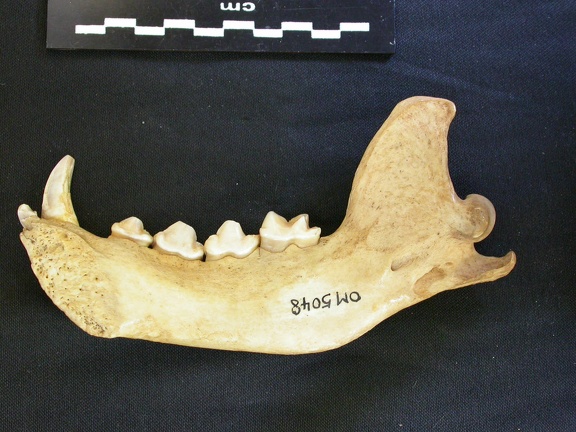 Mandibule (7360 visites) Hyaena hyaena - Adulte - Élément droitCollection : Département d'Ostéologie du Musée National d... Mandibule