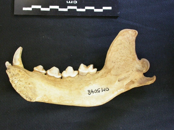 Mandibule