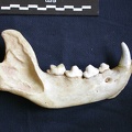 Mandibule (7301 visites) Hyaena hyaena - Adulte - Élément droitCollection : Département d'Ostéologie du Musée National d... Mandibule