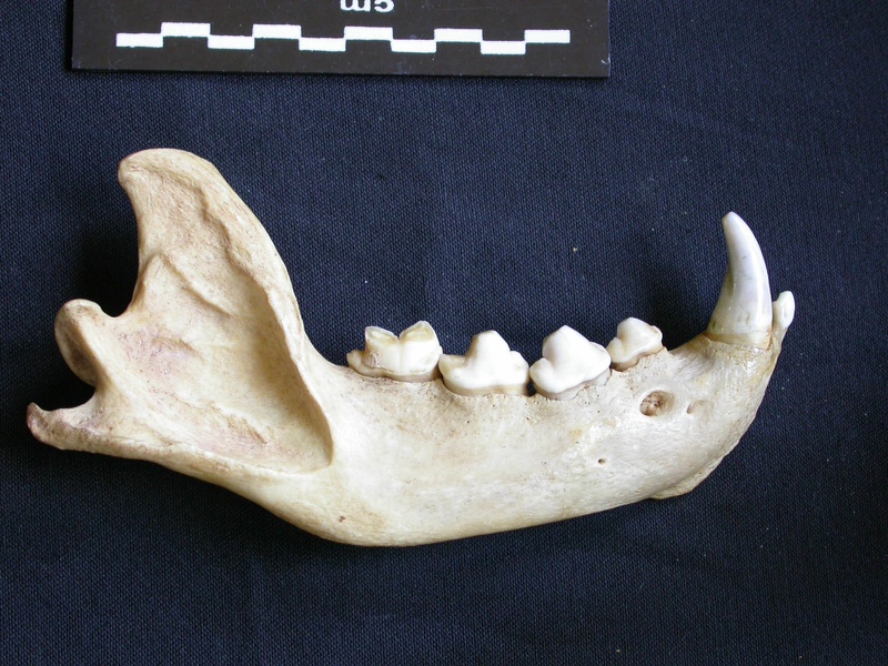 Mandibule (7271 visites) Hyaena hyaena - Adulte - Élément droitCollection : Département d'Ostéologie du Musée National d... Mandibule
