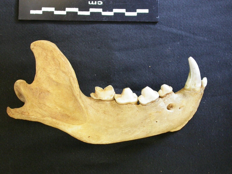 Mandibule (7321 visites) Hyaena hyaena - Adulte - Élément droitCollection : Département d'Ostéologie du Musée National d... Mandibule