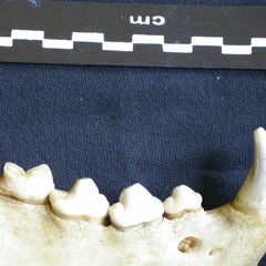 Dentition inférieure (7083 visites) Hyaena hyaena - Adulte - Élément droitCollection : Département d'Ostéologie du Musée National d... Dentition inférieure