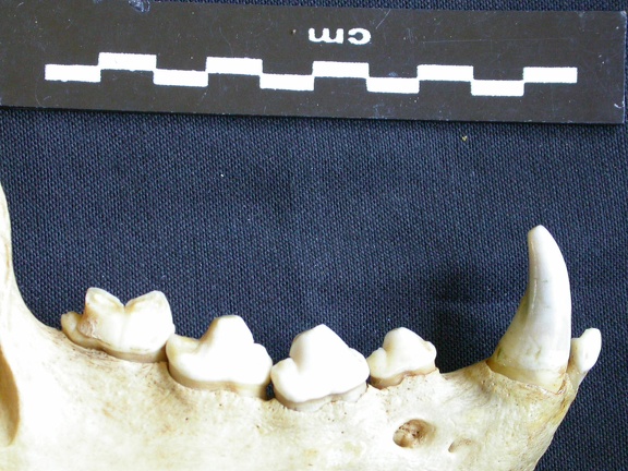Dentition inférieure (7082 visites) Hyaena hyaena - Adulte - Élément droitCollection : Département d'Ostéologie du Musée National d... Dentition inférieure