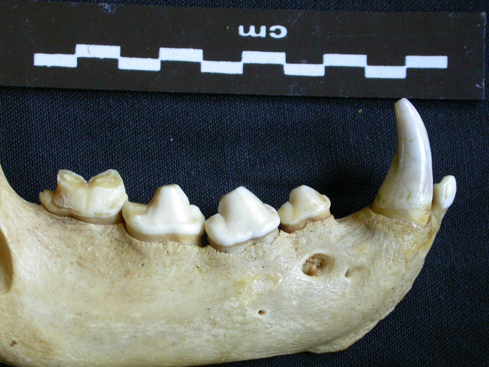 Dentition inférieure (7028 visites) Hyaena hyaena - Adulte - Élément droitCollection : Département d'Ostéologie du Musée National d... Dentition inférieure