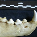 Dentition inférieure