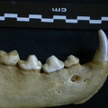 Dentition inférieure (7136 visites) Hyaena hyaena - Adulte - Élément droitCollection : Département d'Ostéologie du Musée National d... Dentition inférieure
