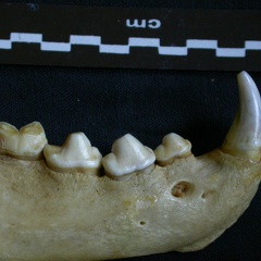 Dentition inférieure (7114 visites) Hyaena hyaena - Adulte - Élément droitCollection : Département d'Ostéologie du Musée National d... Dentition inférieure