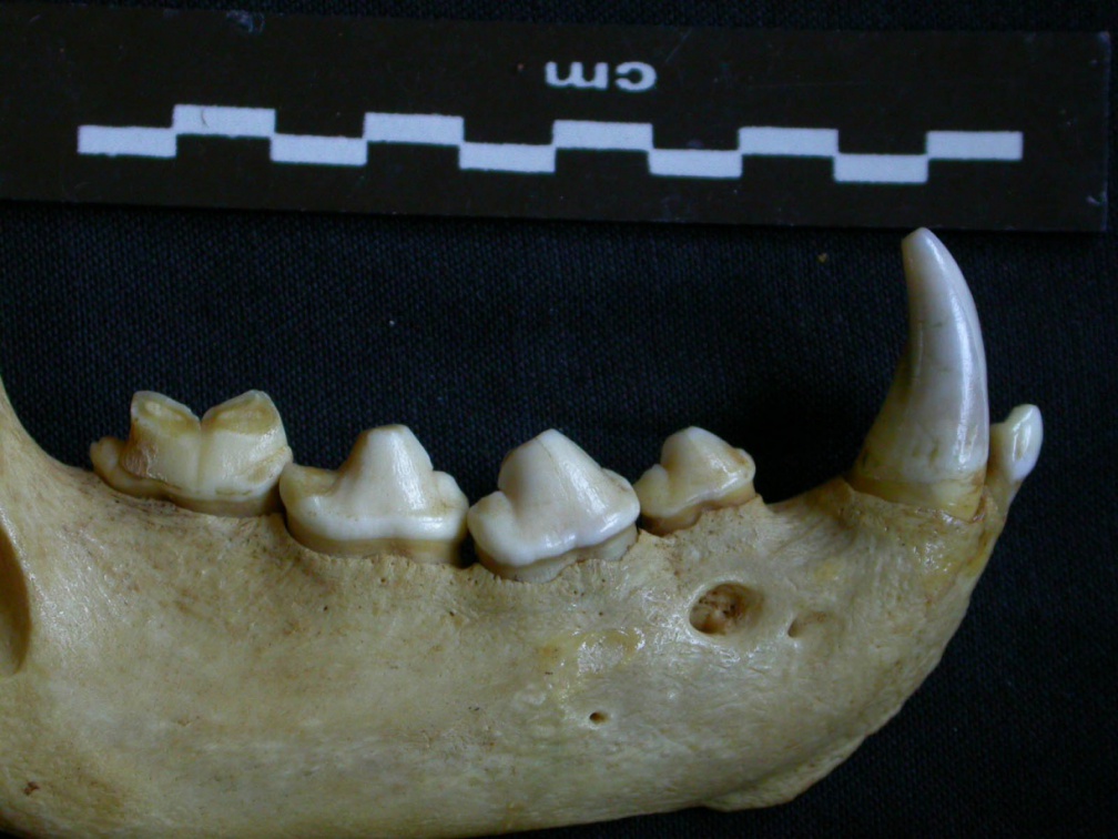 Dentición inferior