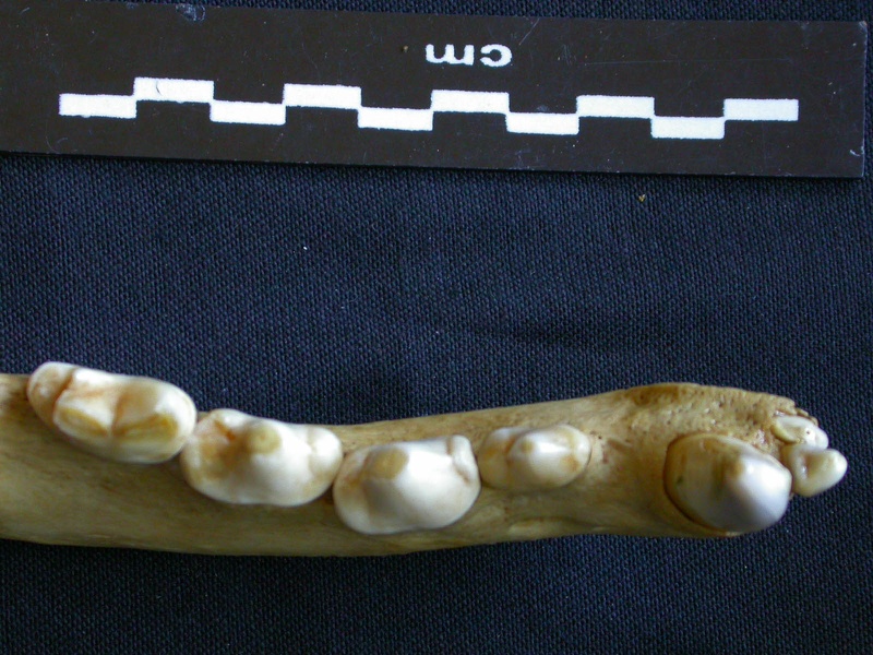Dentition inférieure (7437 visites) Hyaena hyaena - Adulte - Élément droitCollection : Département d'Ostéologie du Musée National d... Dentition inférieure