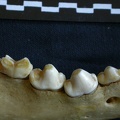 Dentition inférieure (7534 visites) Hyaena hyaena - Adulte - Élément droitCollection : Département d'Ostéologie du Musée National d... Dentition inférieure