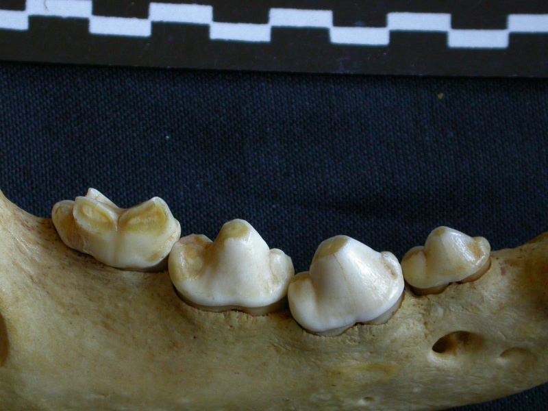 Dentition inférieure (7437 visites) Hyaena hyaena - Adulte - Élément droitCollection : Département d'Ostéologie du Musée National d... Dentition inférieure