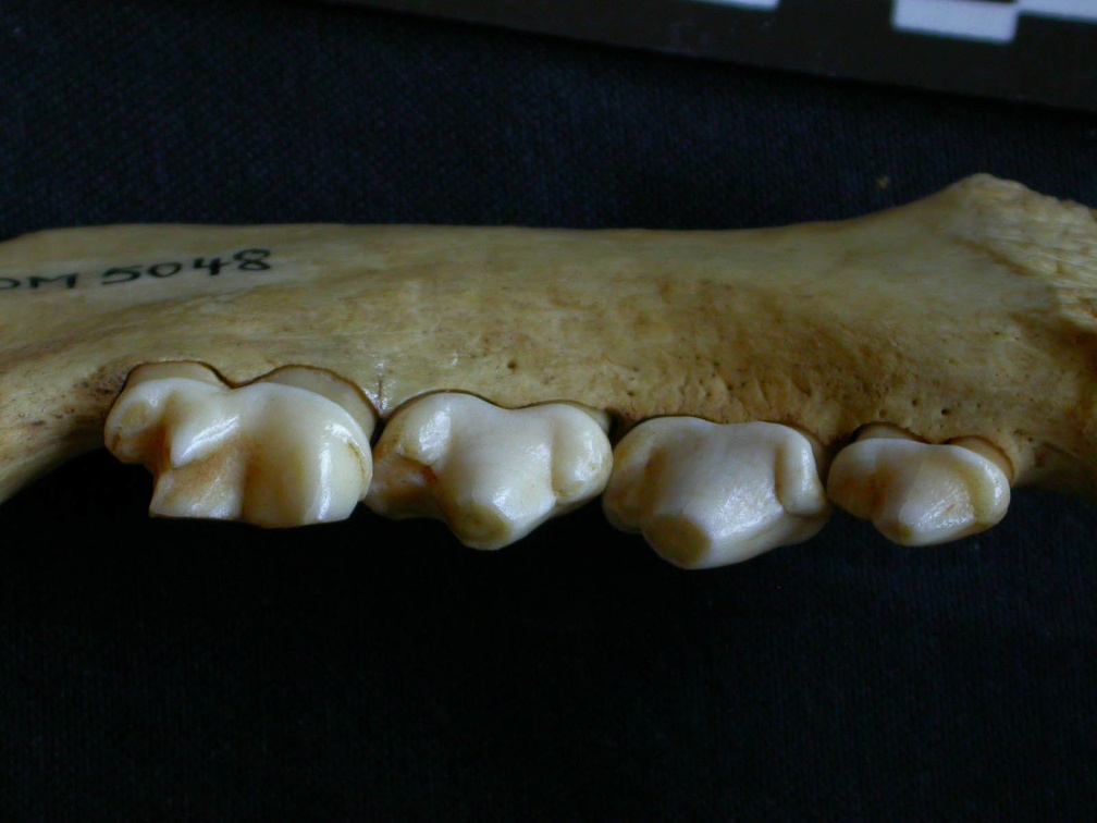 Dentition inférieure (7440 visites) Hyaena hyaena - Adulte - Élément droitCollection : Département d'Ostéologie du Musée National d... Dentition inférieure