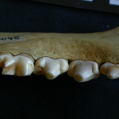 Dentition inférieure (7459 visites) Hyaena hyaena - Adulte - Élément droitCollection : Département d'Ostéologie du Musée National d... Dentition inférieure