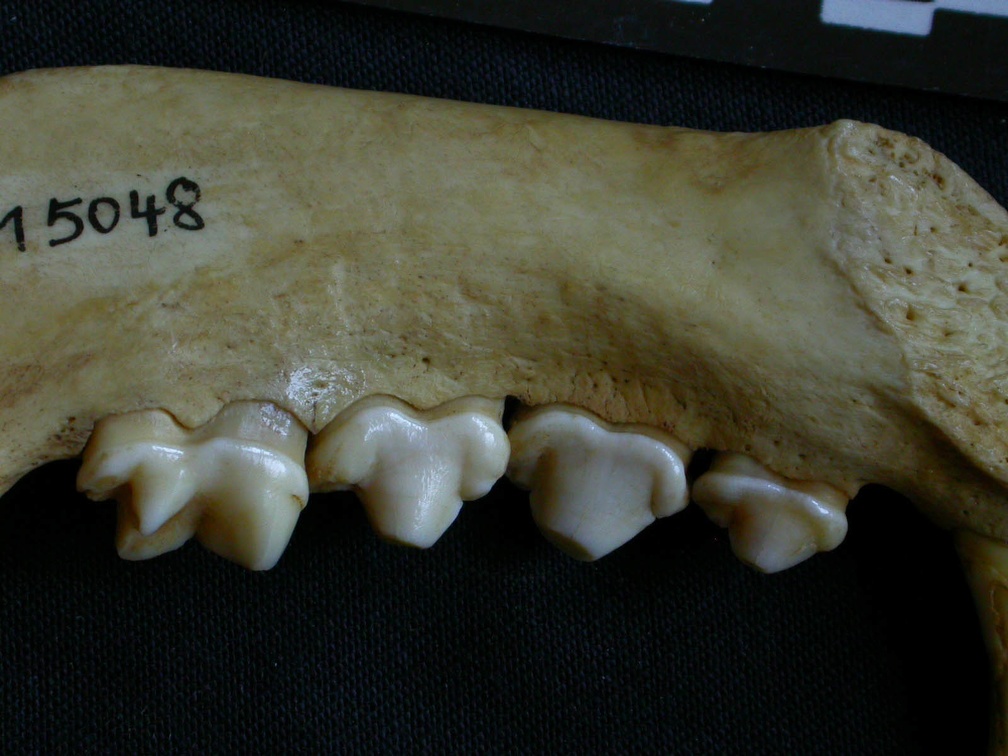 Dentition inférieure (7424 visites) Hyaena hyaena - Adulte - Élément droitCollection : Département d'Ostéologie du Musée National d... Dentition inférieure