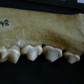 Dentition inférieure (7505 visites) Hyaena hyaena - Adulte - Élément droitCollection : Département d'Ostéologie du Musée National d... Dentition inférieure