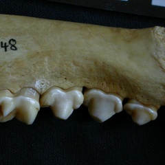 Dentition inférieure (7450 visites) Hyaena hyaena - Adulte - Élément droitCollection : Département d'Ostéologie du Musée National d... Dentition inférieure