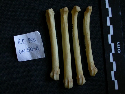 Metatarsianos (8739 visitas) Hyaena hyaena - Adulto - Elementos derechosColección : Departamento d'Osteología del Museo Naciona... Metatarsianos