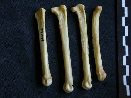 Métatarsiens