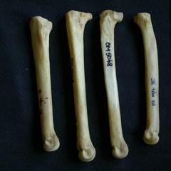 Metatarsals (8575 visits) Hyaena hyaena - Adult - Right elementsCollection: Department d'Osteology of National Museum of Kenya... Metatarsals