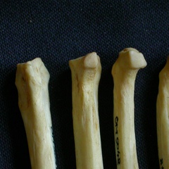 Metatarsals: proximale part (8582 visits) Hyaena hyaena - Adult - Right elementsCollection: Department d'Osteology of National Museum of Kenya... Metatarsals: proximale part