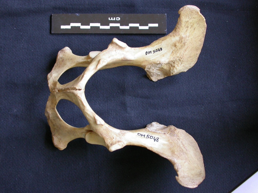 Pelvis (8204 visites) Hyaena hyaena - AdulteCollection : Département d'Ostéologie du Musée National du Kenya, Nairobi (... Pelvis