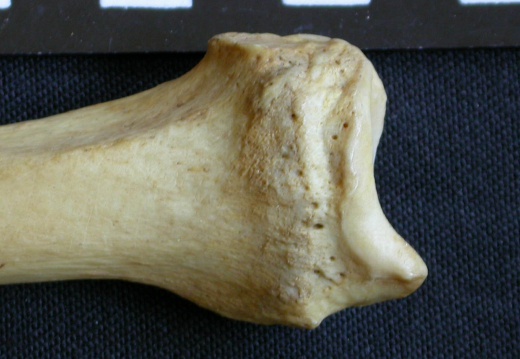 Radio : parte distal (6881 visitas) Hyaena hyaena - Adulto - Elemento derechoColección : Departamento d'Osteología del Museo Nacional ... Radio : parte distal