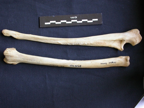 Radius and ulna (9368 visits) Hyaena hyaena - Adult - Right elementsCollection: Department d'Osteology of National Museum of Kenya... Radius and ulna