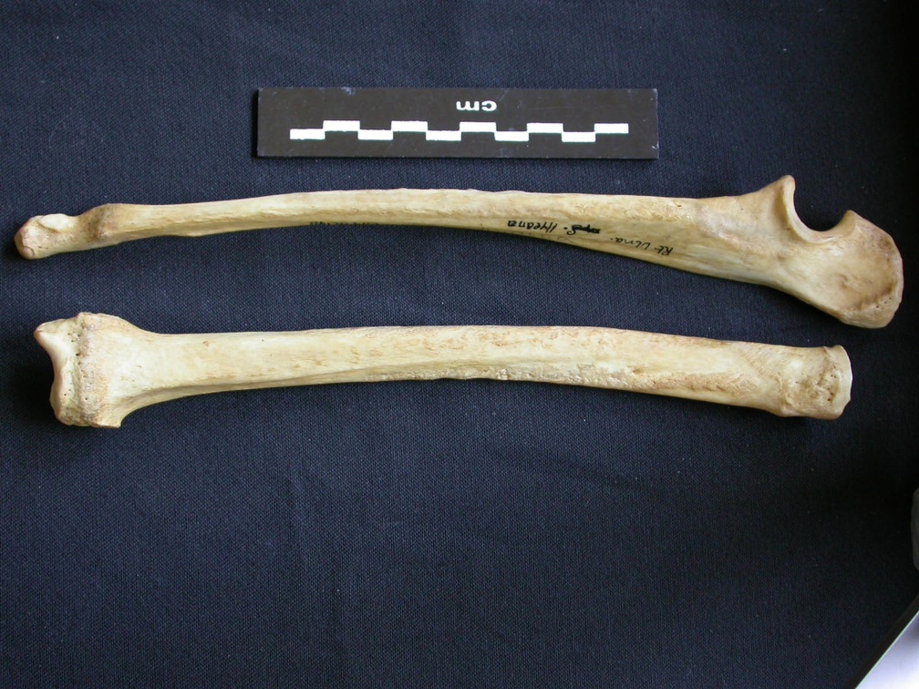 Radius et ulna (9385 visites) Hyaena hyaena - Adulte - Éléments droitsCollection : Département d'Ostéologie du Musée National... Radius et ulna